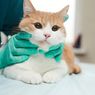6 Tips untuk Mencegah Kutu Kucing 