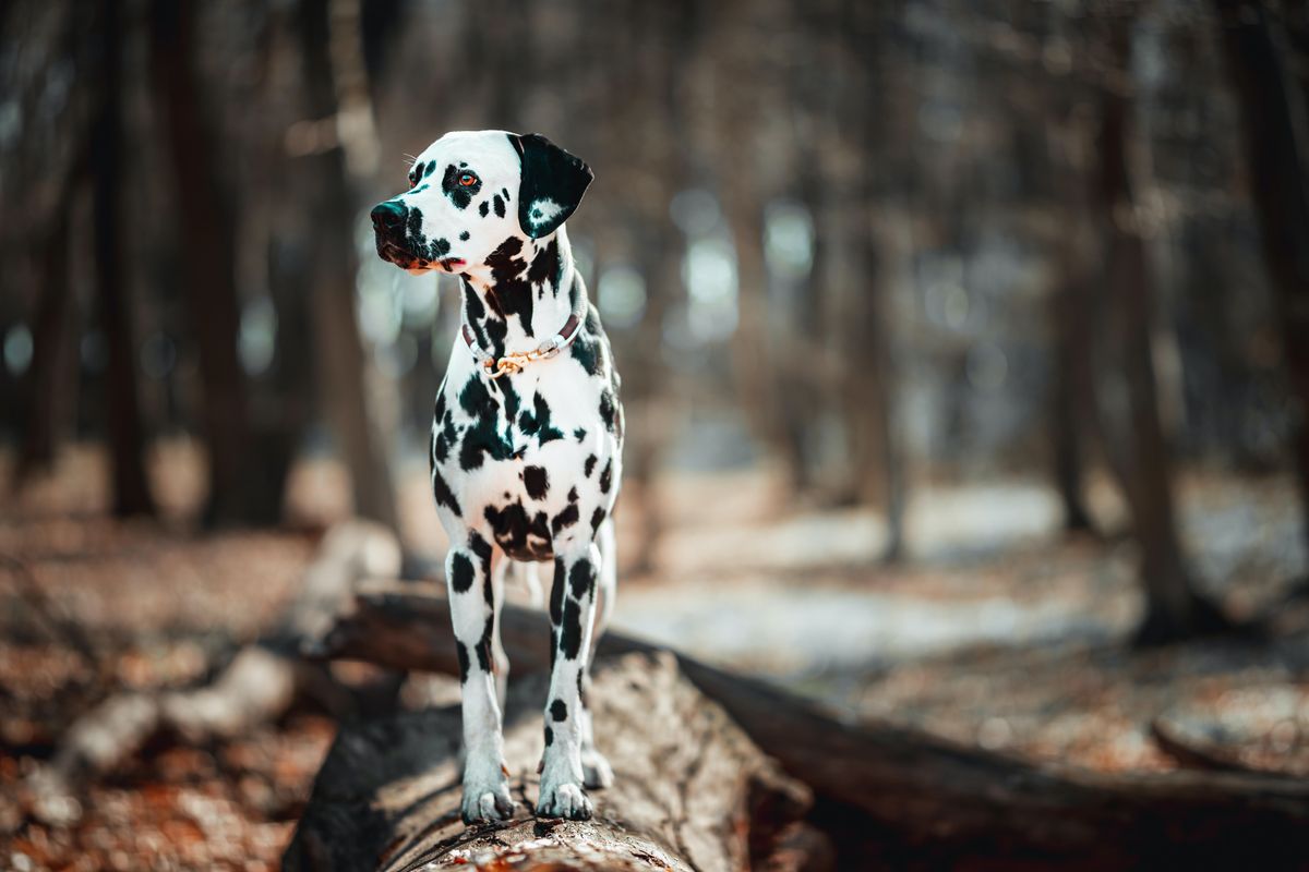 Dalmatian