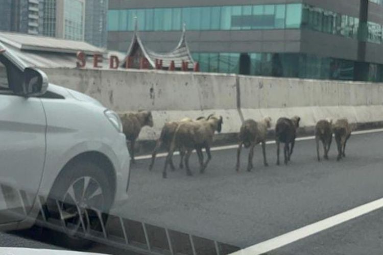 Gerombolan kambing yang masuk ke Jalan Layang Non Tol (JLNT) Casablanca, Jakarta Selatan, Sabtu (25/5/2024).