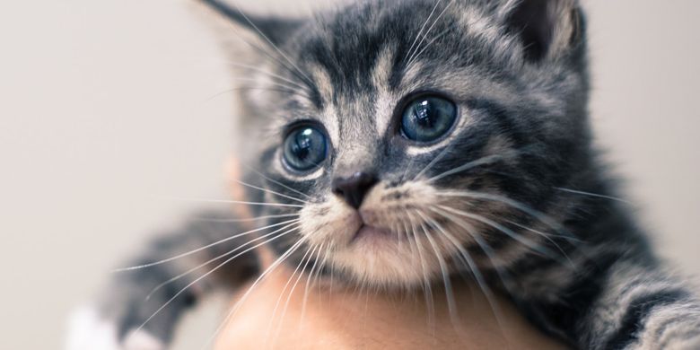 Tips Menghilangkan Kutu Pada Anak Kucing Halaman All Kompas Com