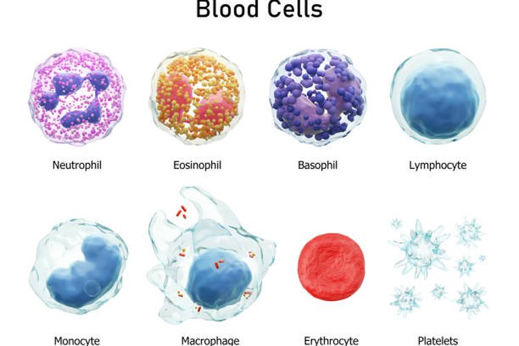 Ilustrasi mengenal perbedaan fungsi sel darah merah dan darah putih.