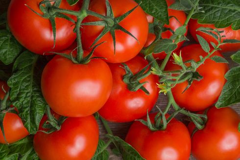 Kenapa Daun Tanaman Tomat Berbintik Abu-abu? Ini Penjelasannya