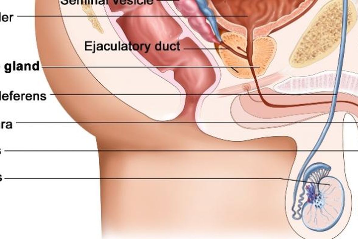 Ilustrasi anatomi organ reproduksi pria