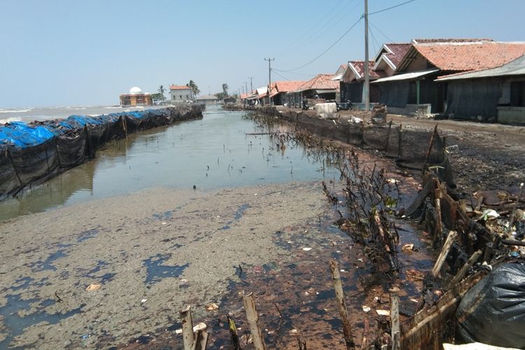 Pohon bakau di pesisir pantai Desa Cemarajaya, Kecamatan Cibuaya, Kabupaten Karawang mati terdampak ceceran minyak mentah Pertamina.