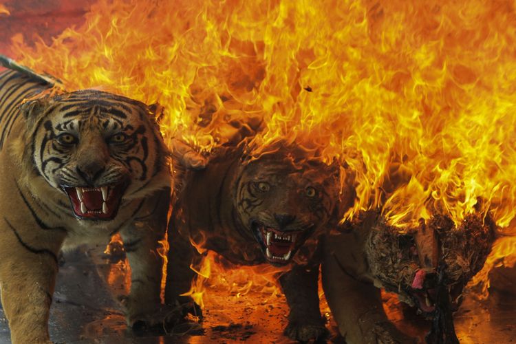 18 opsetan atau satwa yang diawetkan jenis harimau sumatera hingga macan tutul dimusnahkan oleh Balai Konservasi Sumber Daya Daya Alam (BKSDA) Sumatera Selatan dalam operasi bersama yang dilakukan dalam kurun waktu lima tahun terakhir, Jumat (18/3/2022).