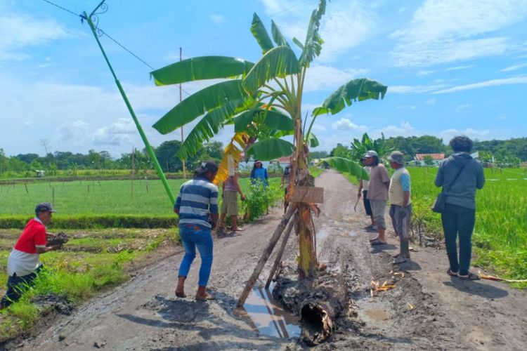 Sejumlah warga Desa Ngepoh, Dringu, menanam pohon pisang di tengah jalan desa yang berlubang karena rusak dilalui truk.