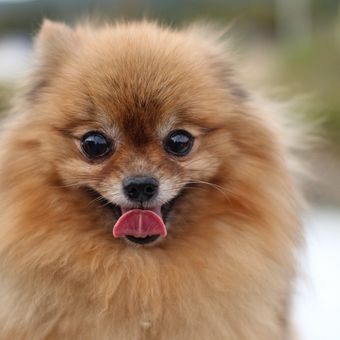 Ilustrasi ras anjing Pomeranian. 