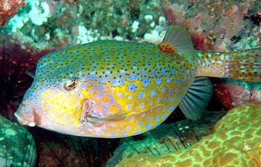 Ikan Kotak