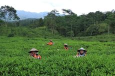 Rute Mudah ke Kebun Teh Pagilaran di Batang, Jawa Tengah