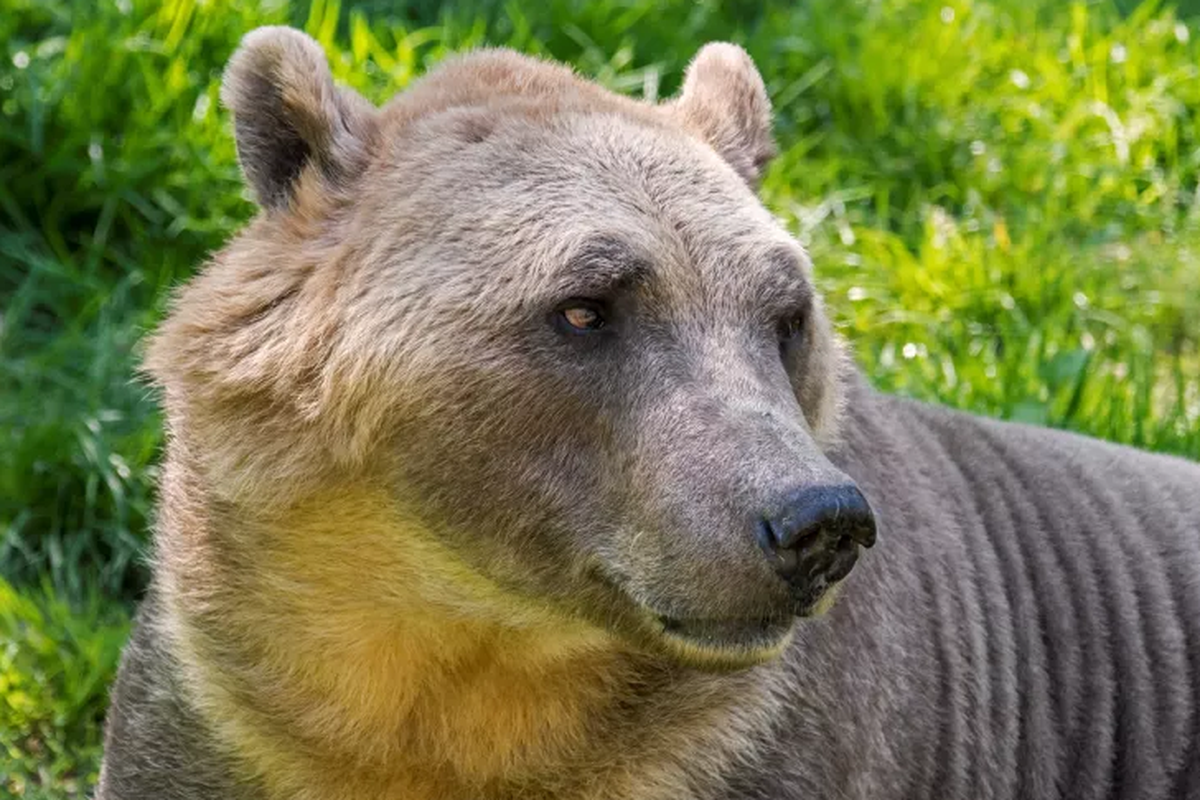 Penampakan beruang pizzly. Beruang ini diprediksi dapat bertahanan di alam liar karena memiliki keuntungan anatomi yang didapat dari beruang kutub dan grizzly.

