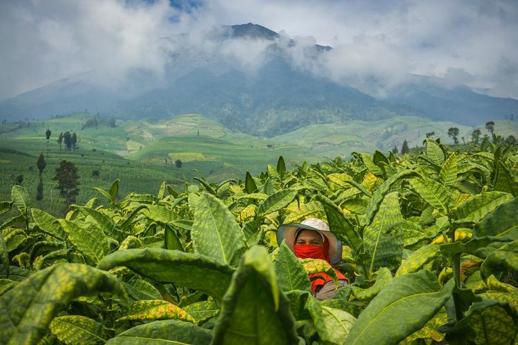 Ilustrasi petani tembakau dan tanaman tembakau di lereng Gunung Sumbing, Temanggung, Jawa Tengah. 