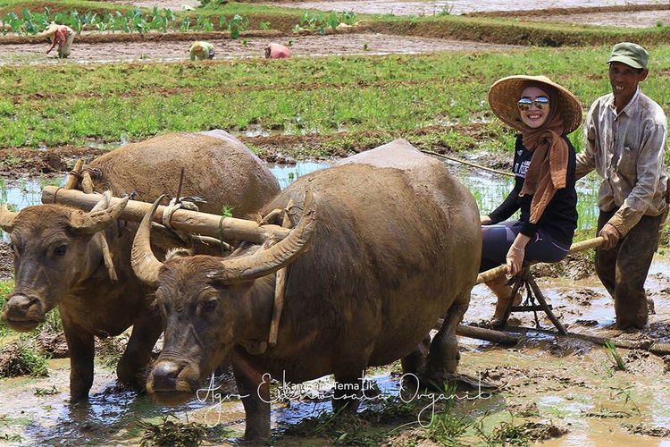 Tempat wisata bernama Kampung Tematik Mulyaharja di Kota Bogor, Jawa Barat (dok. Instagram @agroeduwisataorganikmulyaharja).