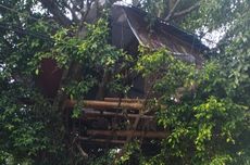 Dianggap Meresahkan, Rumah di Atas Pohon di Kota Malang Dibongkar Satpol PP