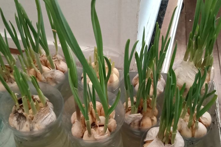 Ilustrasi menanam bawang putih dengan teknik hidroponik.