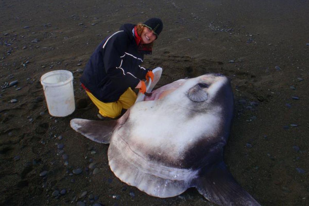 Marianne Nyegaard bersama seekor Mola tecta yang terdampar di pantai Christchurch, New Zealand.