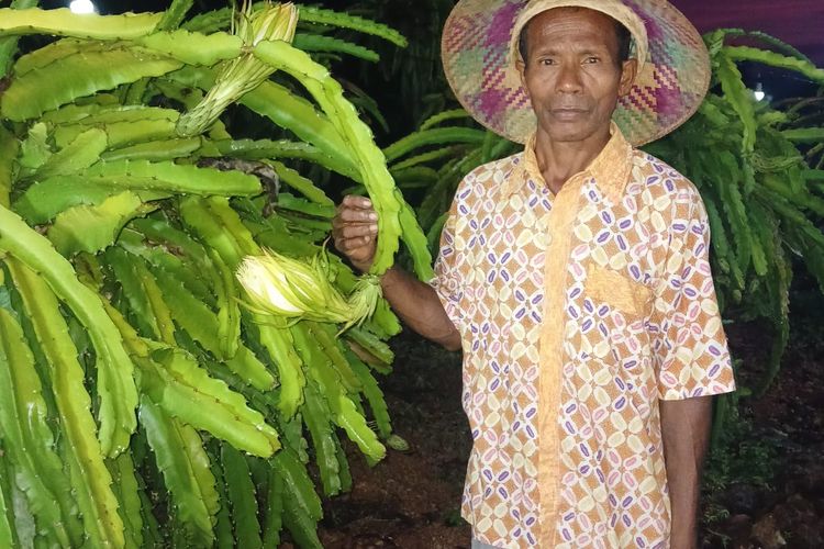 Ignasius Neno Naisau di tengah kebun buah naga