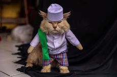 Baju dan Kostum Kucing Laris Manis Saat Pandemi, Penjahit: Banyak yang Lebih Mementingkan Penampilan Kucingnya, Saking Cintanya...