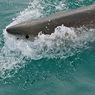 Studi Ungkap Pemicu Hilangnya Hiu Putih di Australia Selatan Tiba-tiba