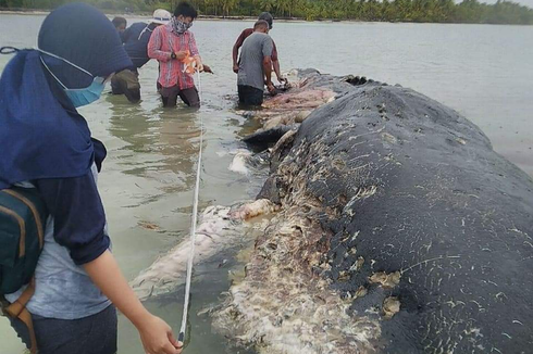 1,7 Ton Sampah Plastik Ditemukan di Sekitar Laut Tempat Paus Mati