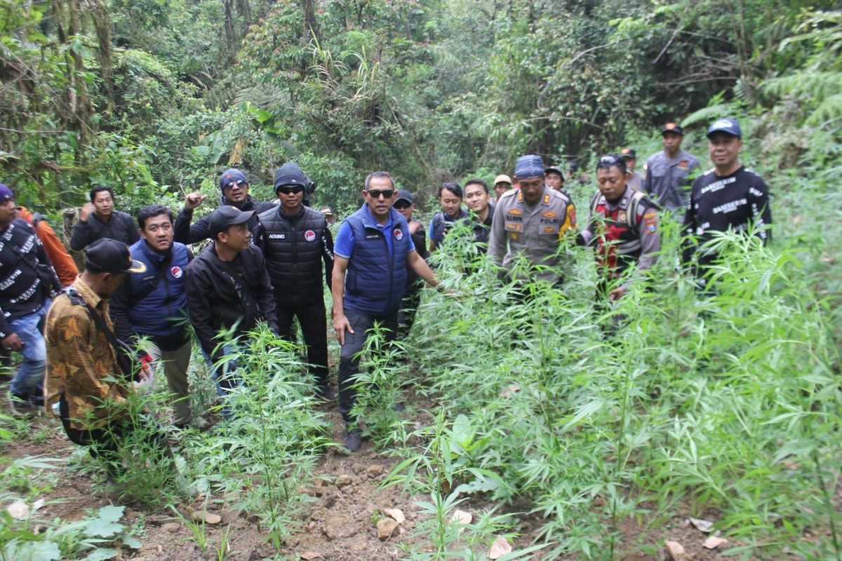 Polisi temukan lagi ladang ganja di lereng Semeru, Senin (23/9/2024)