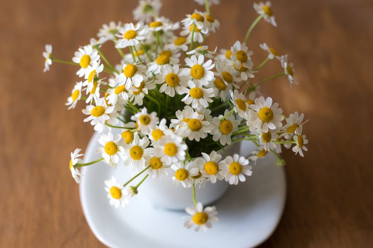 Ilustrasi bunga chamomile.