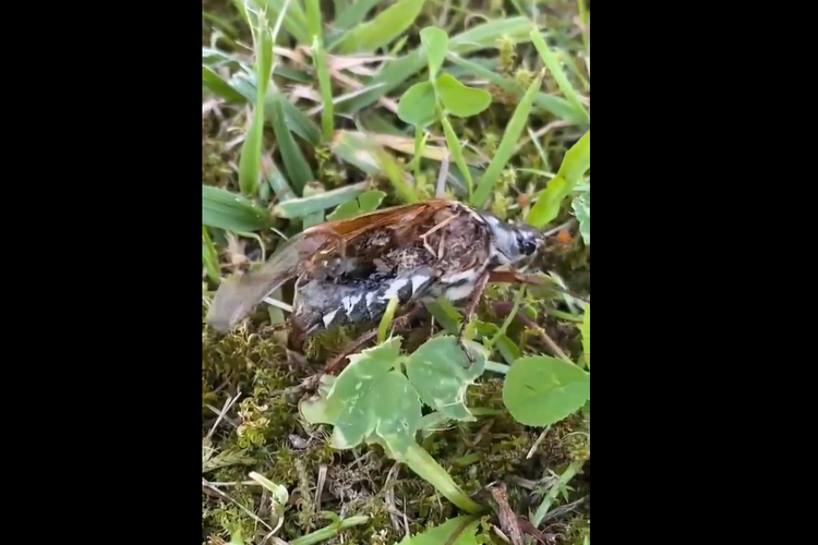 Tangkap layar kumbang terkena jamur Cordyceps 