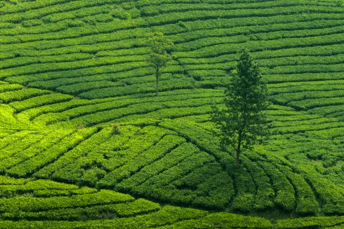 Daerah Penghasil Teh Terbesar di Indonesia, Jawa Barat, Jawa Tengah, dan Jambi Masuk Daftar