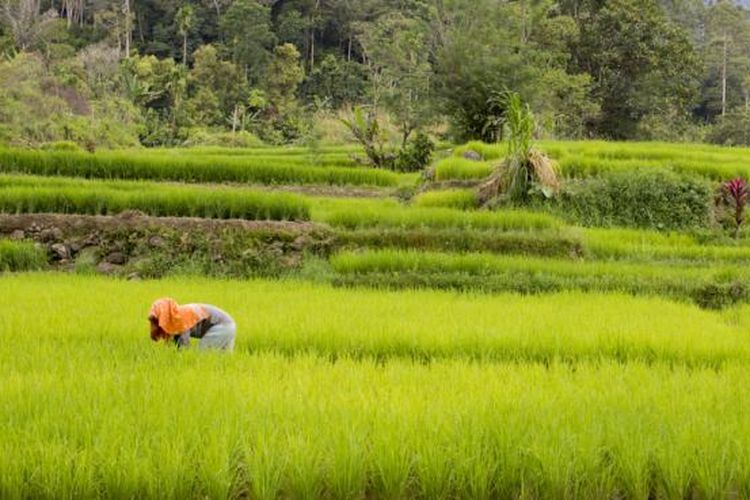 Ilustrasi sawah.