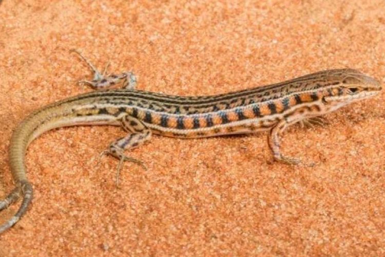 Serba-Serbi Hewan: Kadal Bisa Menumbuhkan Ekor Lebih Dari Satu Halaman All  - Kompas.com