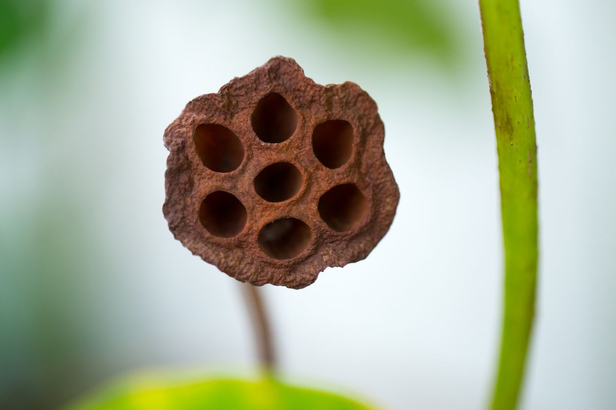 Lubang biji teratai kering untuk uji cgambar medis Trypophobia.