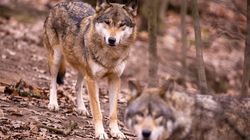 Anjing Liar Kawin dengan Serigala, Lahirkan Hibrida Unik di Yunani