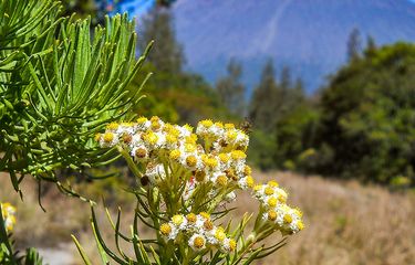 Bunga edeweiss di Gunung Semeru