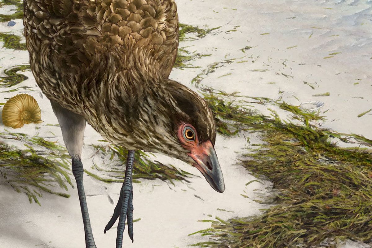 Gambar rekonstruksi burung Asteriornis maastrictensis masa Cretaceous. Merupakan rekonstruksi dari fosil nenek moyang ayam yang disebut Wonder Chicken yang ditemukan di Belgia.