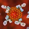 Studi: Perlindungan Terhadap Virus Corona Menurun di Populasi Inggris
