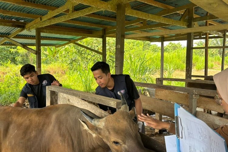 Dukung Arahan Presiden, TEP Unair Periksa 1.000 Sapi untuk Perkuat Kemandirian Pangan di Manokwari