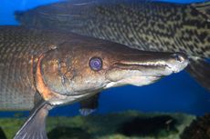 Karakteristik Aligator Gar, Ikan yang Dilarang Dipelihara di Indonesia