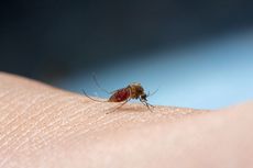 Cegah Bahaya Nyamuk Demam berdarah, Ibu Bisa Lakukan Ini di Rumah