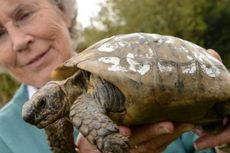 Hilang Selama Setahun, Kura-kura Berusia 109 Tahun Pulang ke Pemiliknya