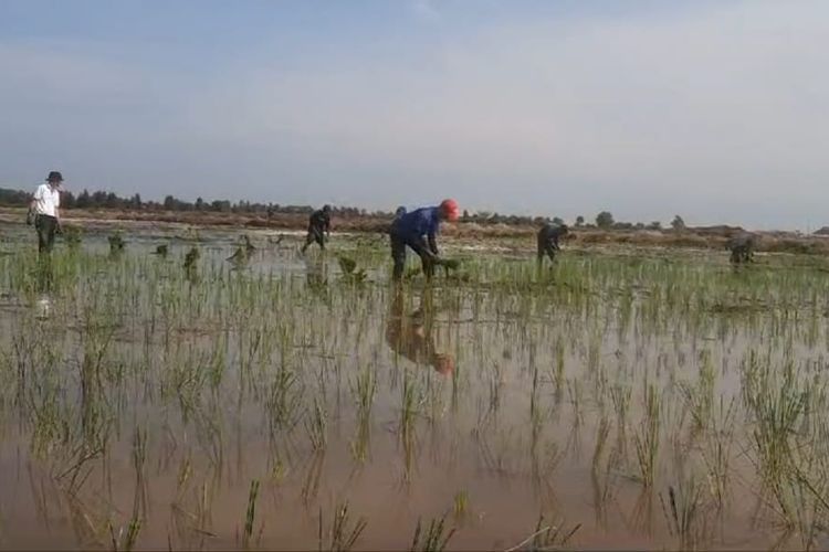 Petani saat menggarap lahannya pada lokasi cetak sawah yang berada di Desa Bentuk Jaya, Kecamatan Dadahup, Kabupaten Kapuas, Provinsi Kalimantan Tengah, Jumat (27/9/2024).