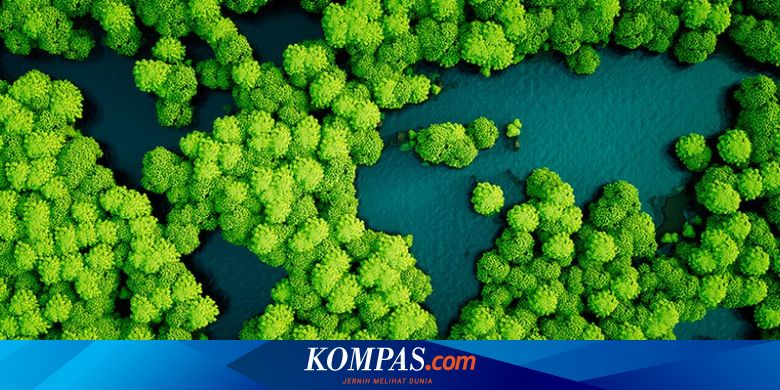 cegah hilangnya hutan primer