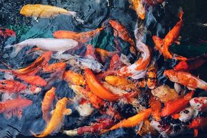 Ikan di China Diberi Makan Cabai Setiap Hari, Peternak Klaim Daging Jadi Lebih Enak