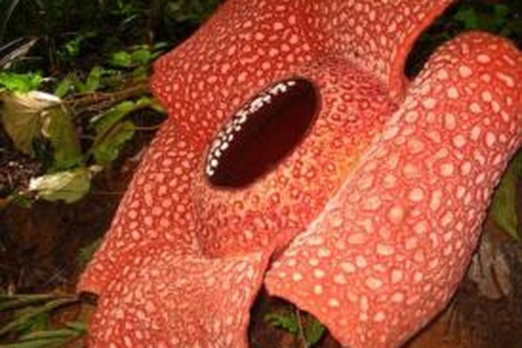 Mengenali Empat Jenis Bunga Rafflesia Di Bengkulu