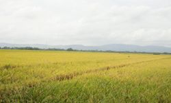 Beda dengan BPS, Kementan Sanggah Data Produksi Berasnya Palsu