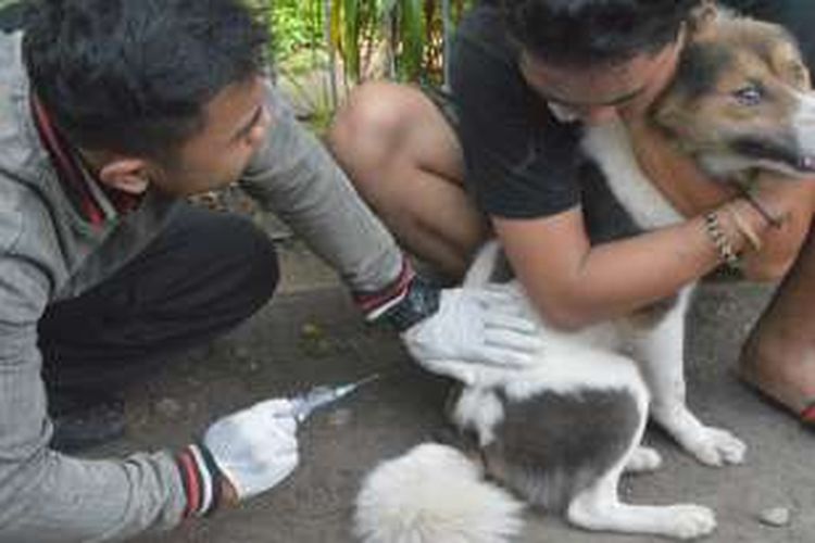 Petugas saat menyuntik vaksin rabies terhadap seekor anjing peliharaan warga di halaman aula kantor kecamatan Pontianak Barat (11/8/2016)
