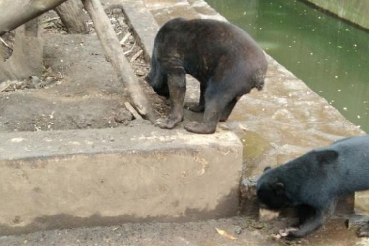 Seekor beruang saat sedang menyentuh kotorannya sendiri di Kebun Binatang Bandung,  Rabu (18/1/2017)
