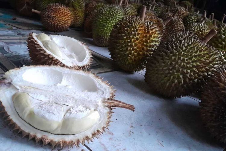 Pada 2022, produktivitas produksi durian mencapai puncak sebesar 77 kuintal per hektar di Kabupaten Kulon Progo, Daerah Istimewa Yogyakarta. Tahun ini, panen raya kembali berlangsung di akhir Desember 2023 mendatang, Januari dan Februari 2024.