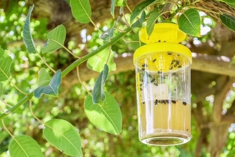 Cara Membuat Perangkap Lalat Menggunakan Botol Bekas