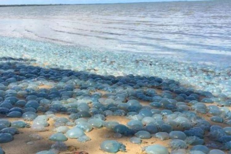 Ratusan ubur-ubur biru terdampar di sebuah pantai di Brisbane, Australia.