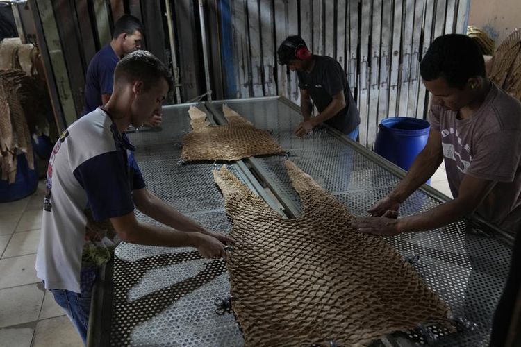 Pekerja meregangkan kulit pirarucu hingga kering di pabrik penyamakan kulit Nova Kaeru di kotamadya Tres Rios, negara bagian Rio de Janeiro, Brasil, Selasa (11/10/2022). Ribuan mil jauhnya dari Amazon, menuruni jalan tanah berbukit di pinggiran dari Rio de Janeiro, Nova Kaeru akan memproses sekitar 50.000 kulit dari ikan pirarucu atau arapaima raksasa yang ditangkap secara legal tahun ini. 