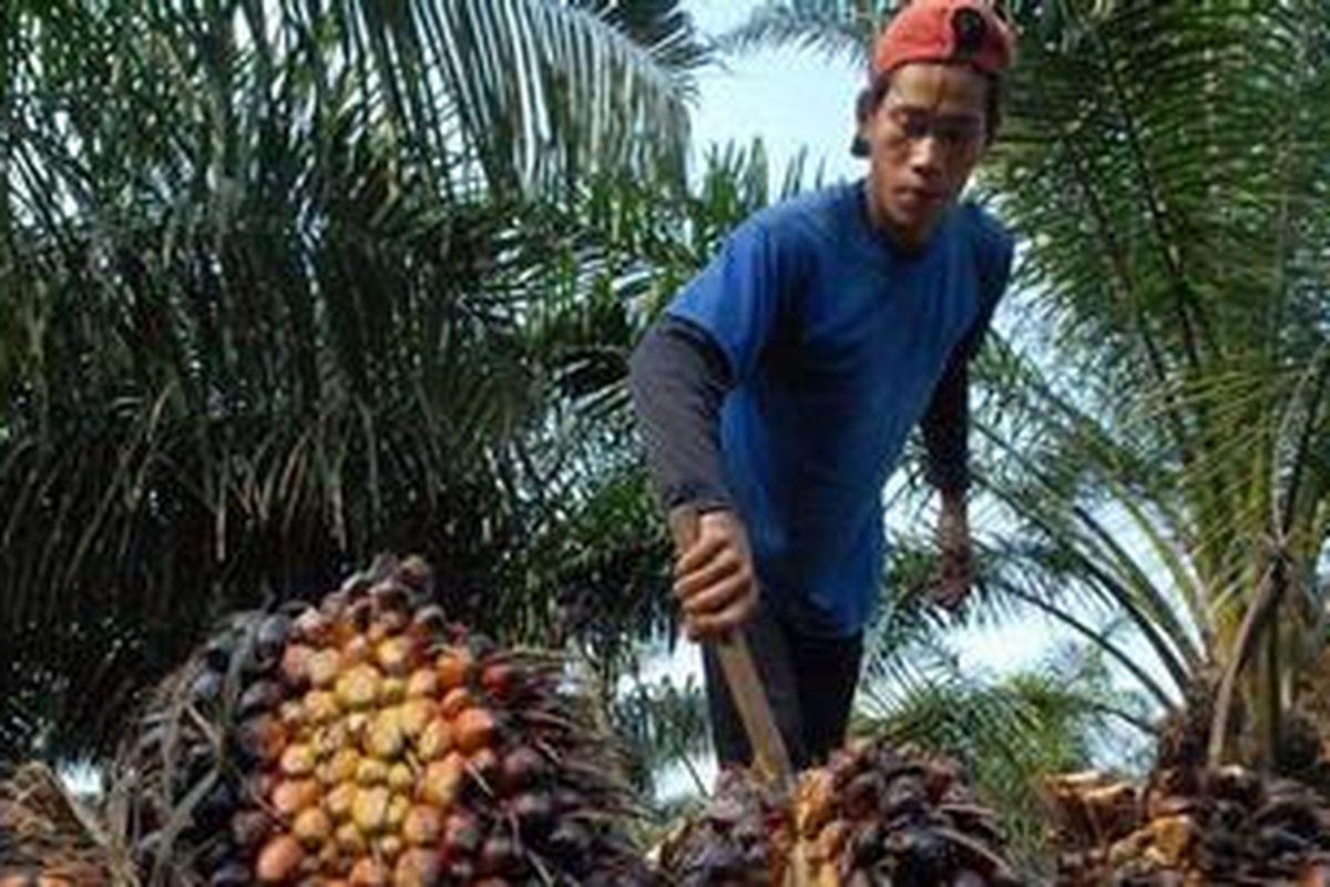 Panen tandan buah segar kelapa sawit di PTPN VIII, Kebun Cimulang, Bogor, Jawa Barat, Minggu (31/5/2009). 
